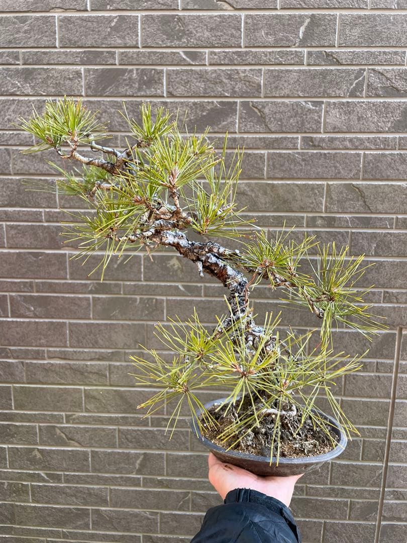 古木赤松文人木調盆栽