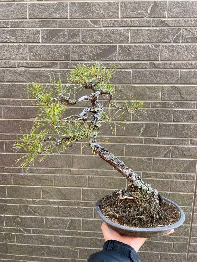 古木赤松文人木調盆栽