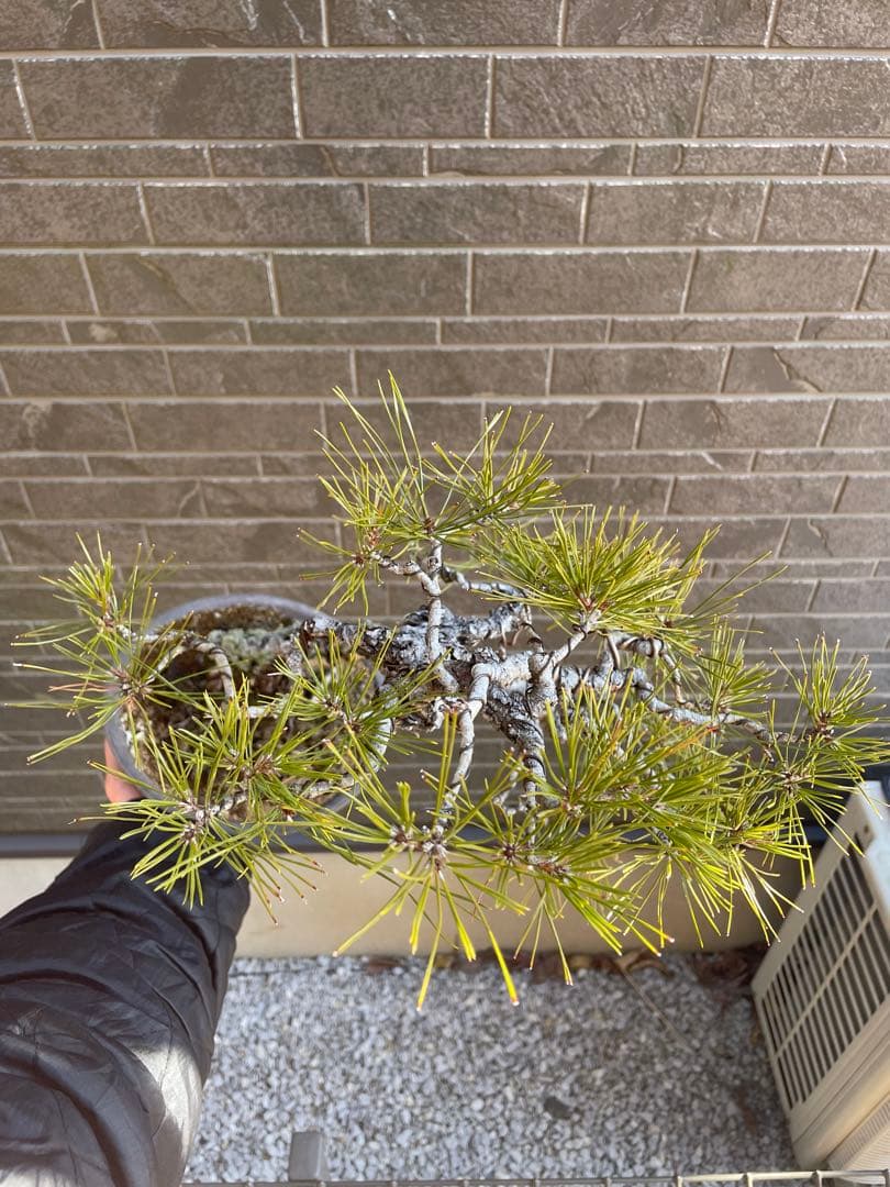 古木赤松文人木調盆栽