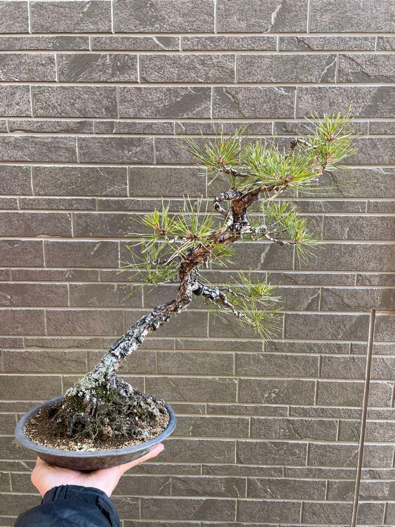 古木赤松文人木調盆栽