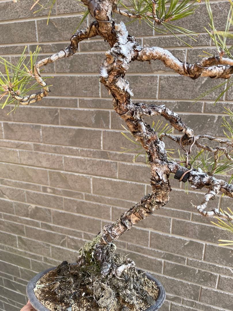 古木赤松文人木調盆栽