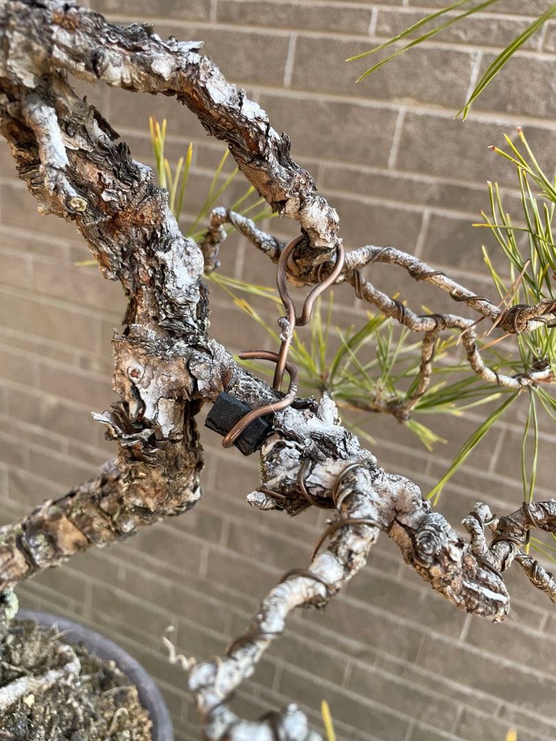 古木赤松文人木調盆栽