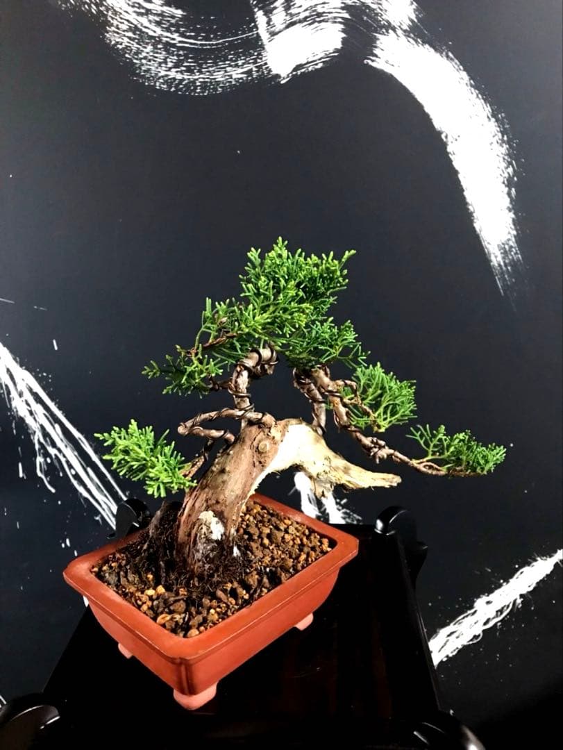 糸魚川真柏盆栽 小品