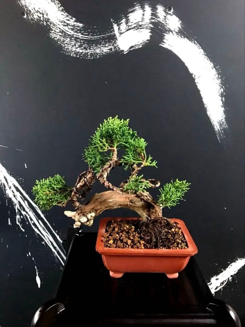 糸魚川真柏盆栽 小品