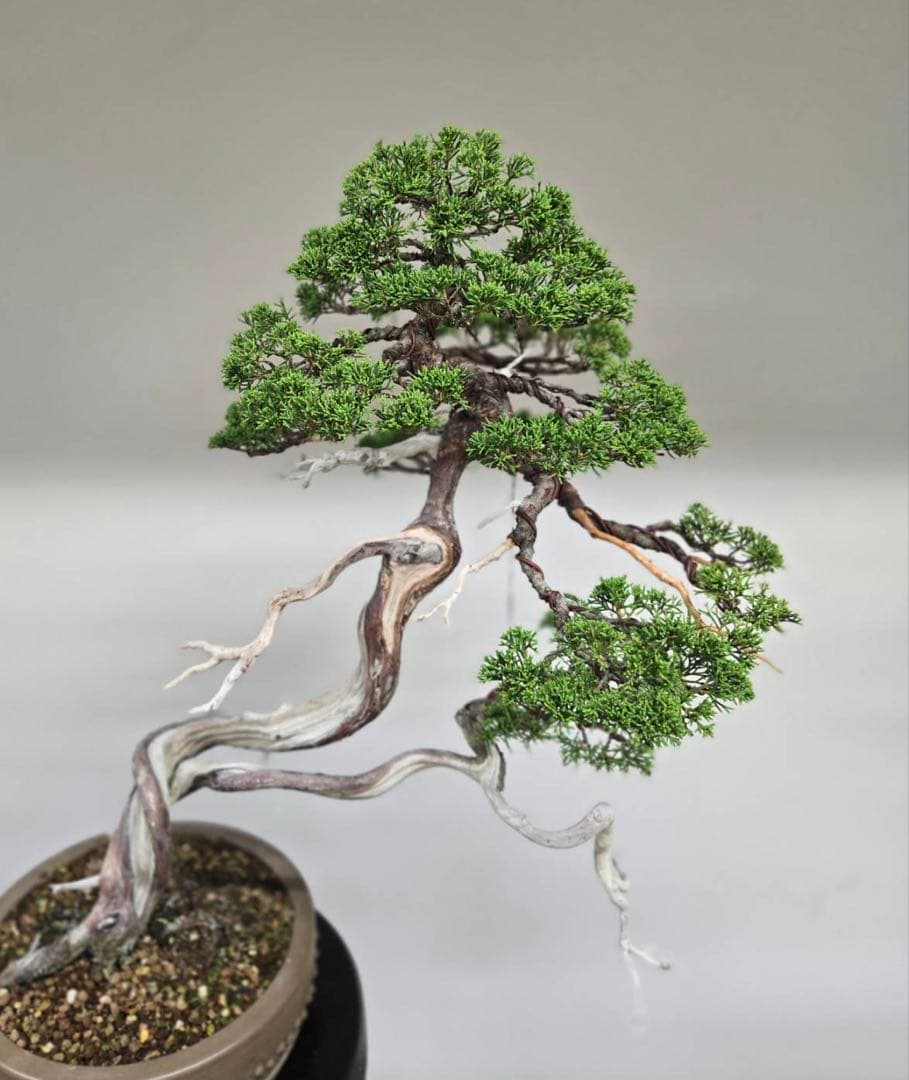 曲がり幹の盆栽