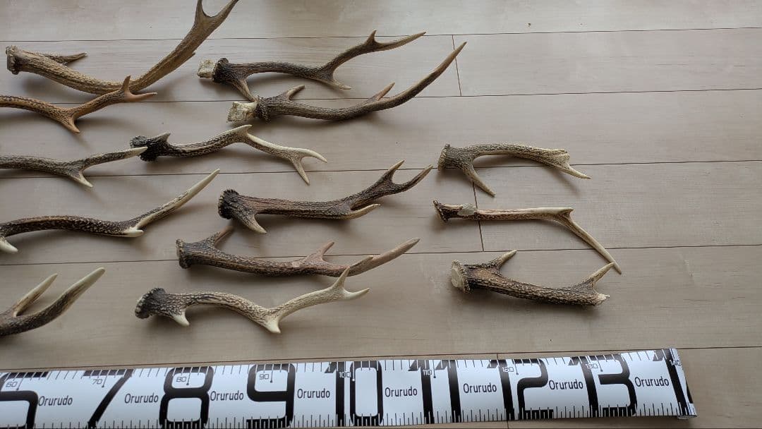 【大量セット】鹿の角 自然素材 インテリア/ハンドメイド/ペット用にも