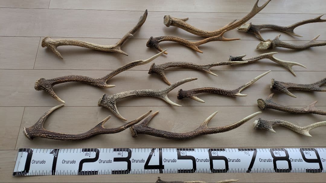 【大量セット】鹿の角 自然素材 インテリア/ハンドメイド/ペット用にも