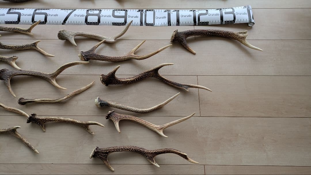 【大量セット】鹿の角 自然素材 インテリア/ハンドメイド/ペット用にも