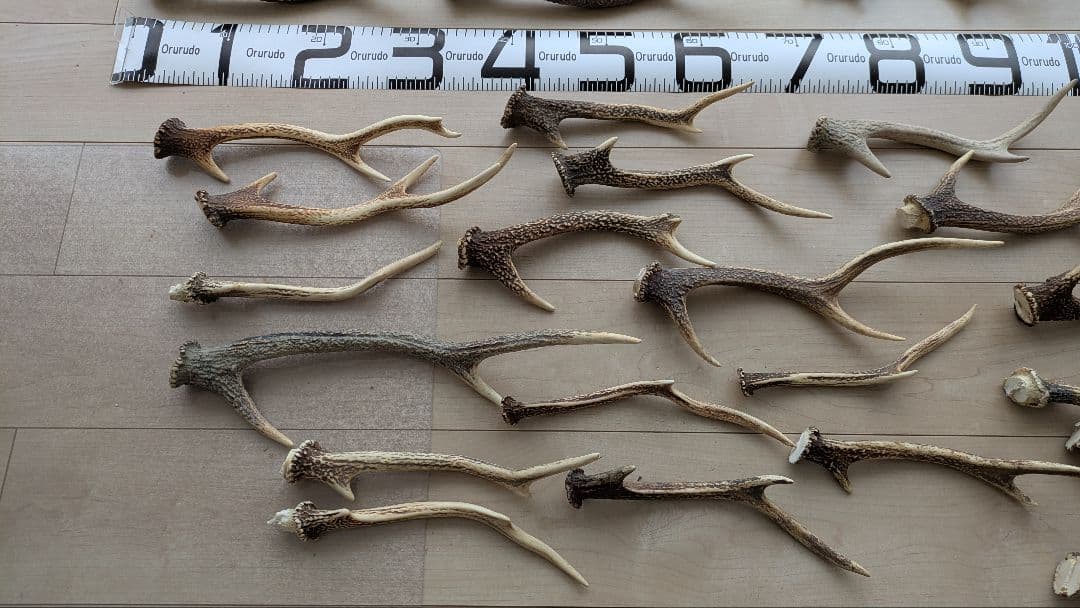 【大量セット】鹿の角 自然素材 インテリア/ハンドメイド/ペット用にも