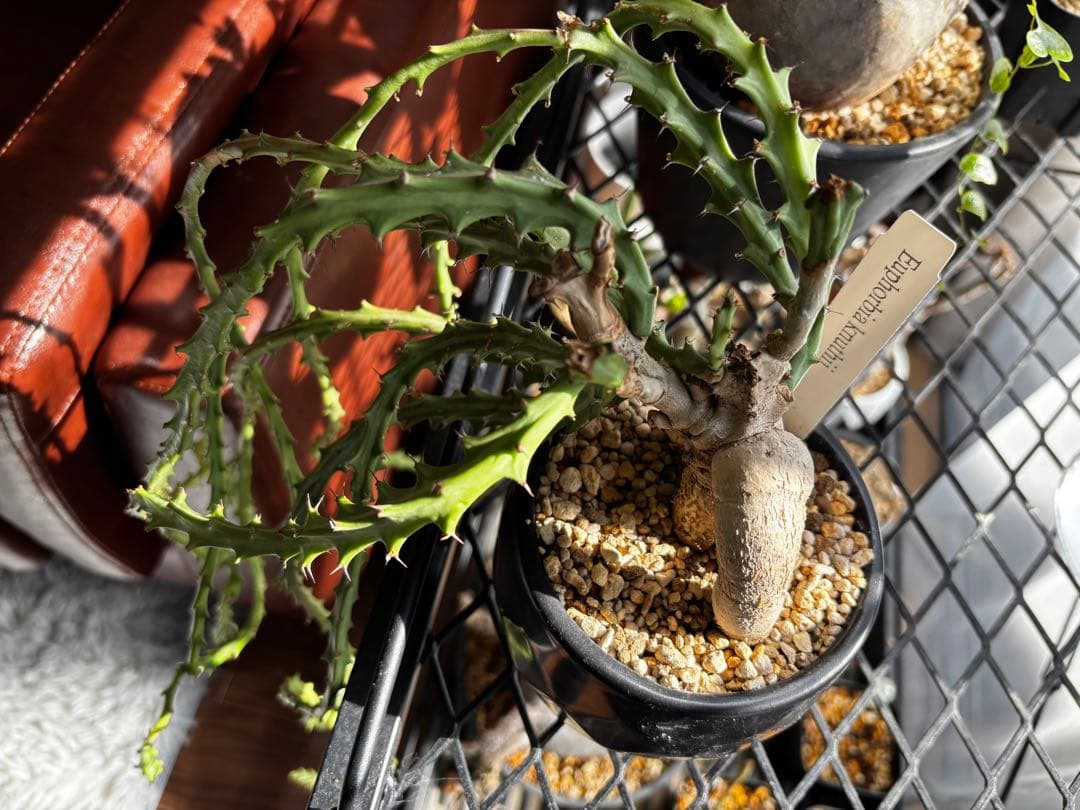 ユーフォルビア　クンチ(Euphorbia knuthii)