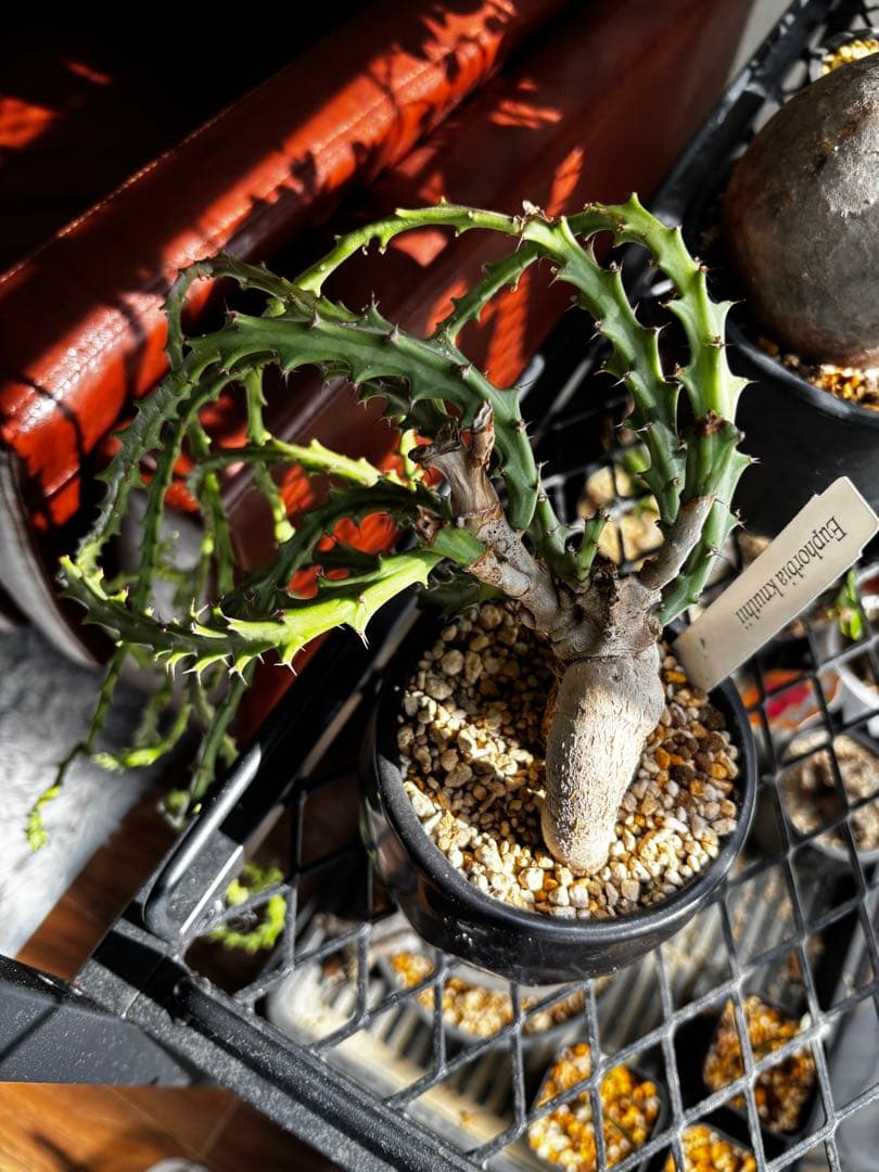 ユーフォルビア　クンチ(Euphorbia knuthii)