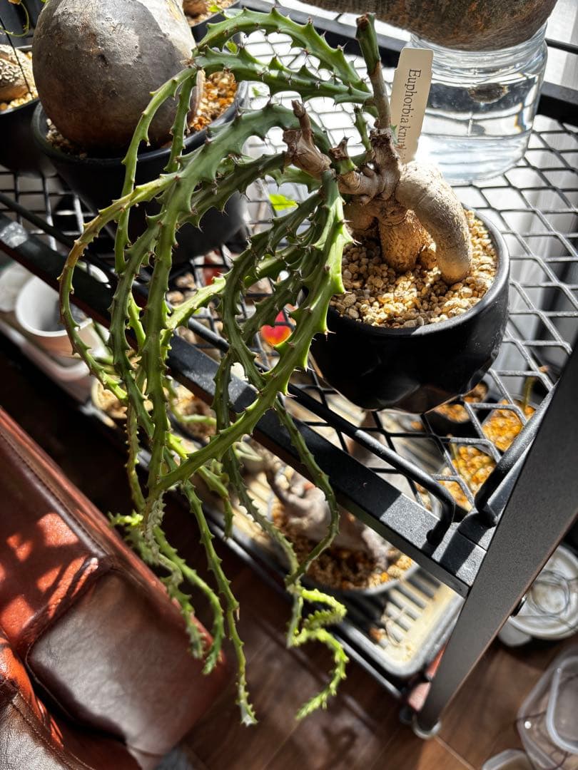 ユーフォルビア　クンチ(Euphorbia knuthii)