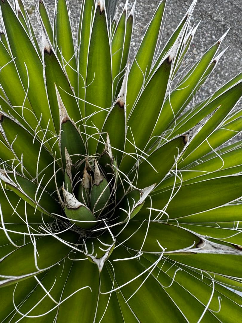 ユッカ　フィリフェラ　メキシコ産　ベアルート株