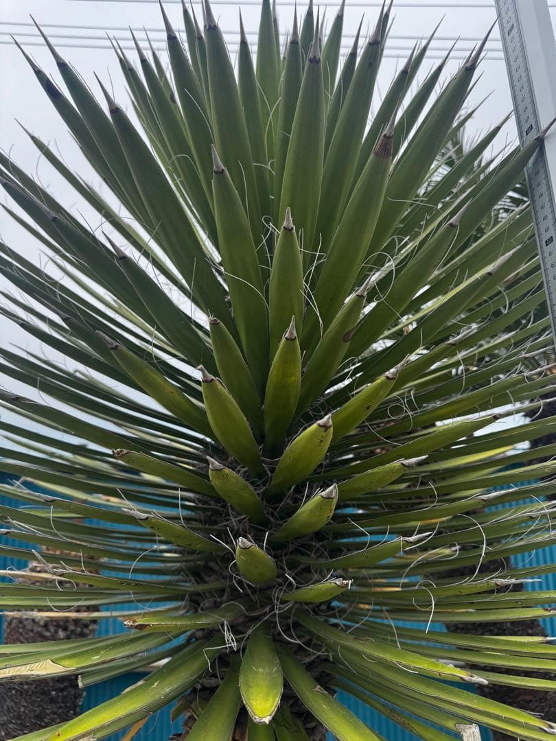 ユッカ　フィリフェラ　メキシコ産　ベアルート株