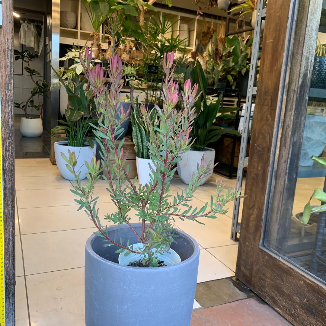 リューカデンドロン エイミー ファイバー鉢