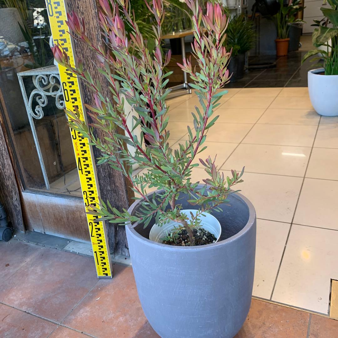 リューカデンドロン エイミー ファイバー鉢