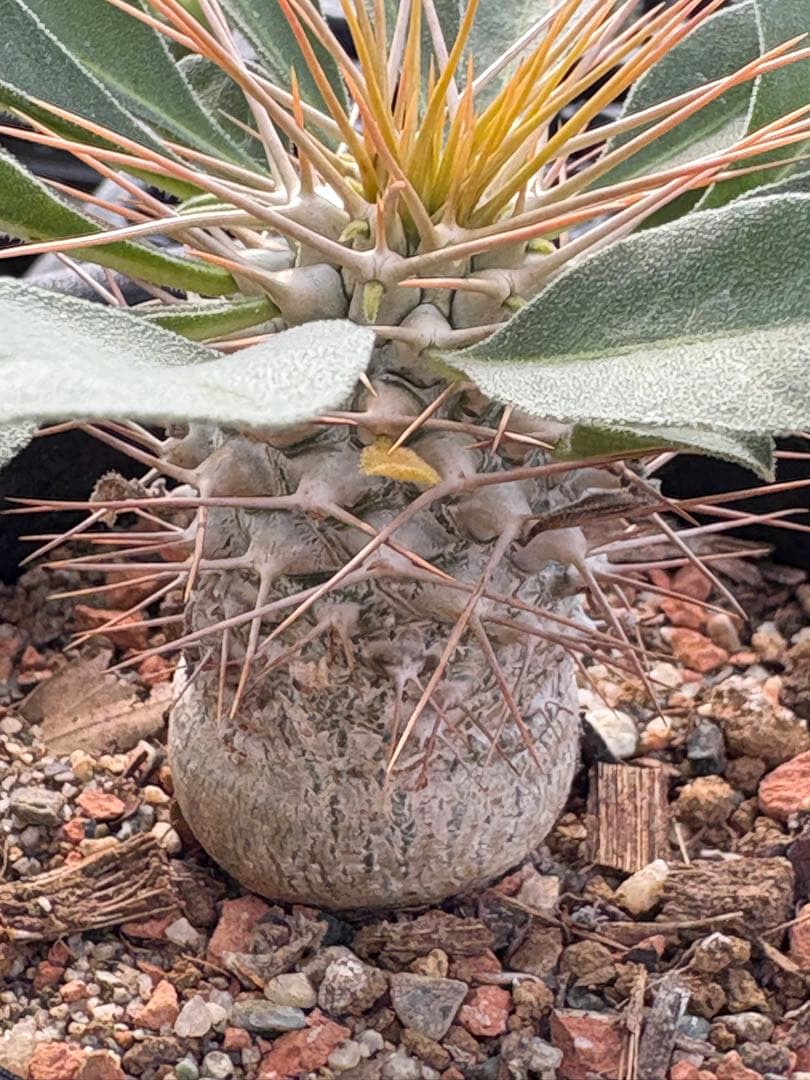 パキポディウム　ナマクアナム　光堂　国内実生　3.5寸