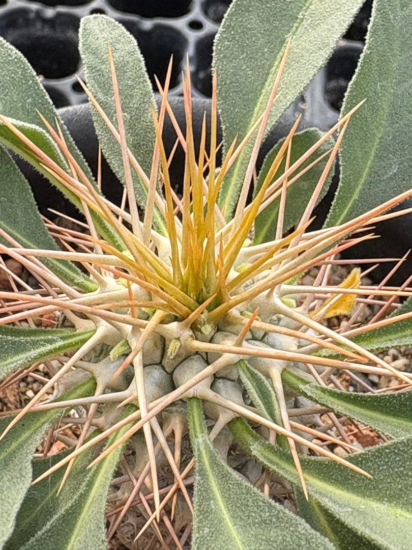 パキポディウム　ナマクアナム　光堂　国内実生　3.5寸