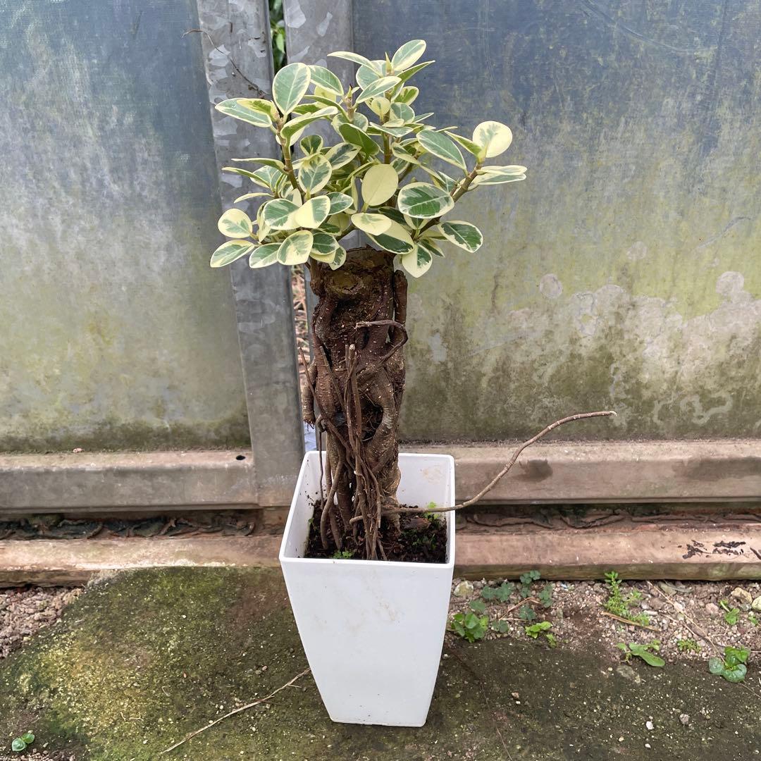 リピート価格　パンダガジュマル　斑入り　６号