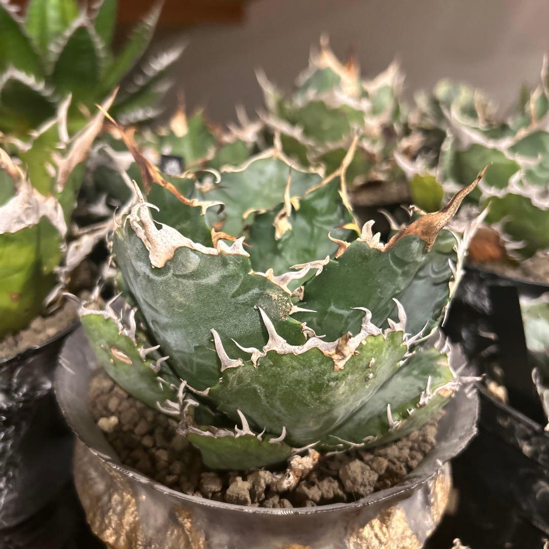 アガベ　台湾白鯨　ロングスパイン　親株出品　プレステラ鉢植え発送　特価　台湾血統