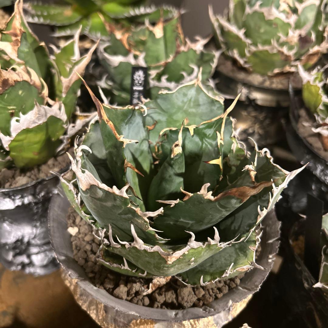 アガベ　台湾白鯨　ロングスパイン　親株出品　プレステラ鉢植え発送　特価　台湾血統