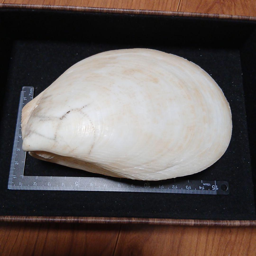 大きい　二枚貝