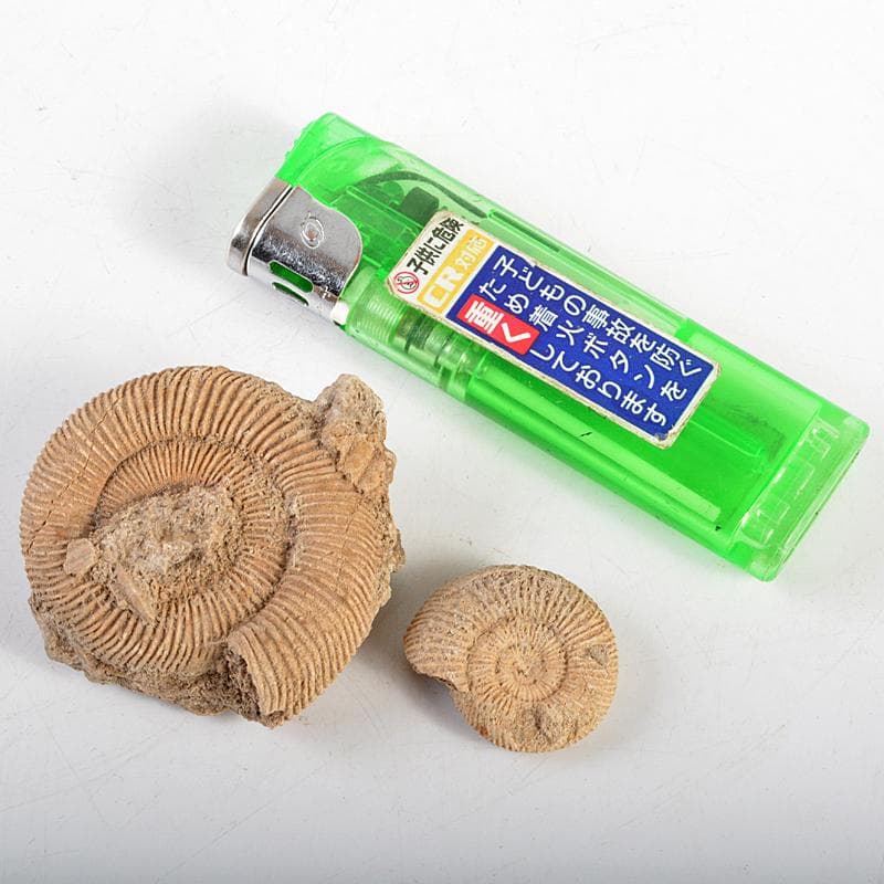 アンモナイ化石 北海道 立札付 2点まとめて C R5972 - メルカリ