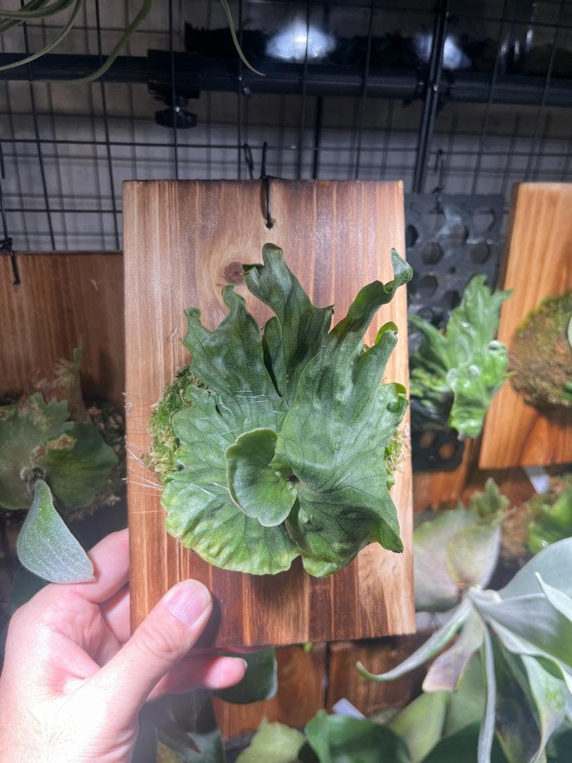 K*R様 P. wandae 'Curling'（ワンダエ・ドワーフ・カーリング