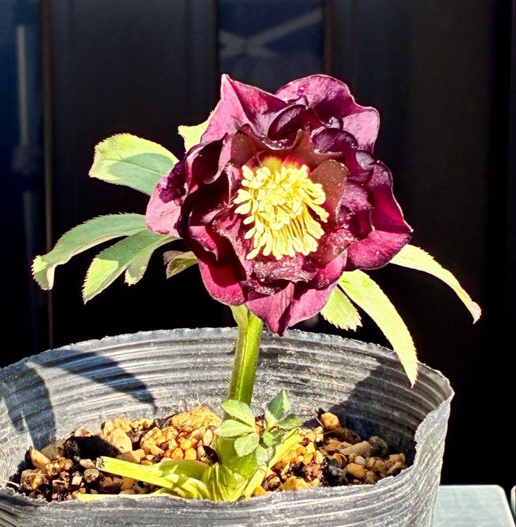 ま*️様 3433☘️花タグ付☘️極上☘️グロッシーカラー⭐️小〜中輪⭐️コンパ