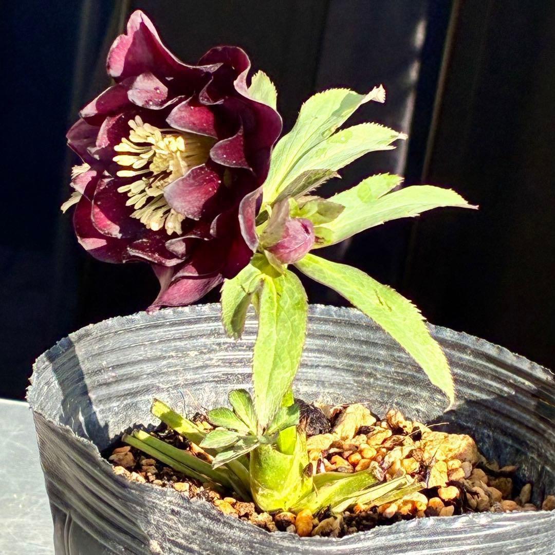 ま*️様 3433☘️花タグ付☘️極上☘️グロッシーカラー⭐️小〜中輪⭐️コンパ