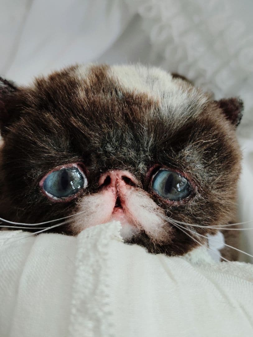 ラスト♡高級配色ファー♡エキゾチック子猫ちゃん♡アートドール♡ぬいぐるみ♡