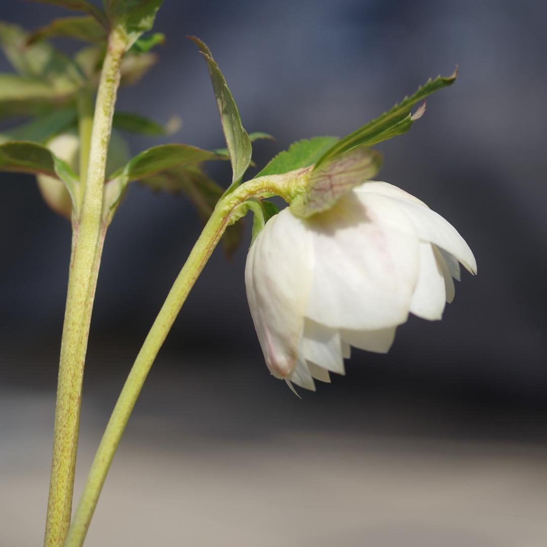 5665 ddオフホワイトゴールドフラッシュ クリスマスローズ開花 加藤