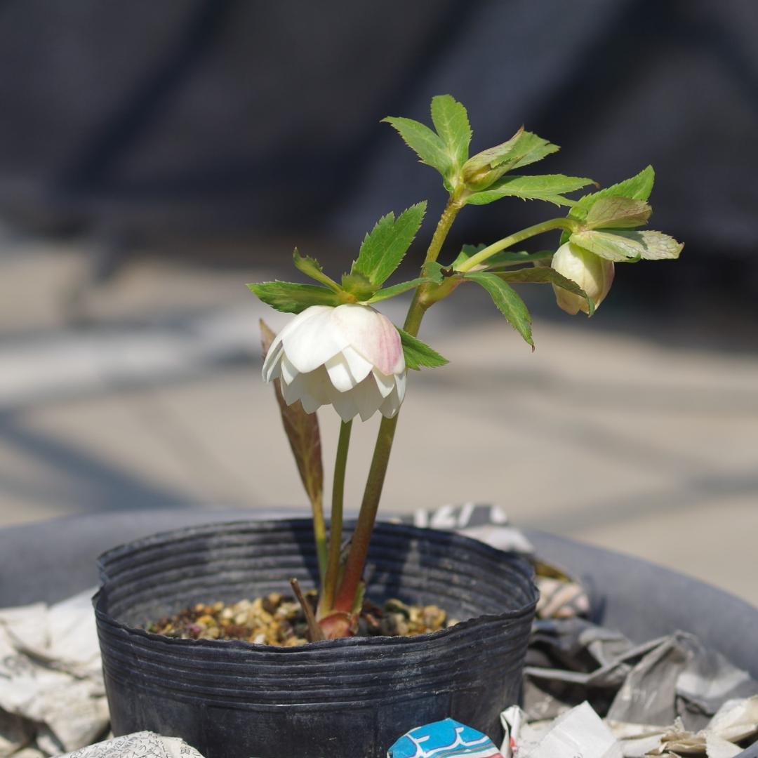 5665 ddオフホワイトゴールドフラッシュ クリスマスローズ開花 加藤