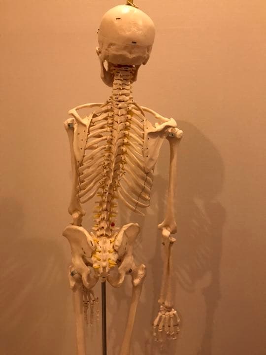 等身大　骨模型　男性