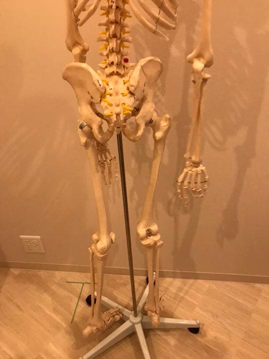 等身大　骨模型　男性