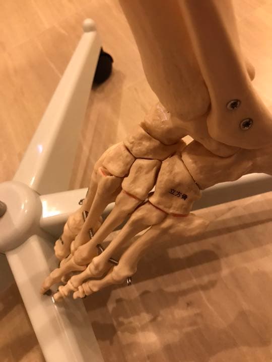 等身大　骨模型　男性