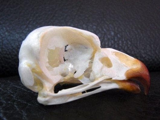 レア！アフリカワシミミズク 頭骨　※捕獲データ付