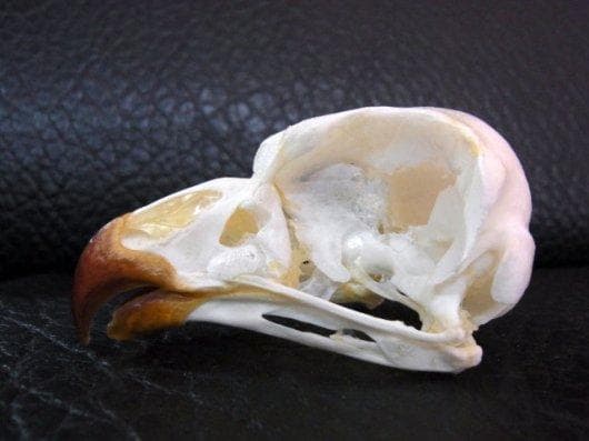 レア！アフリカワシミミズク 頭骨　※捕獲データ付