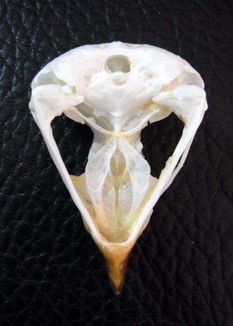 レア！アフリカワシミミズク 頭骨　※捕獲データ付