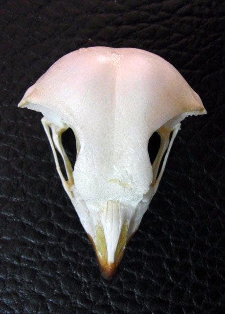 レア！アフリカワシミミズク 頭骨　※捕獲データ付