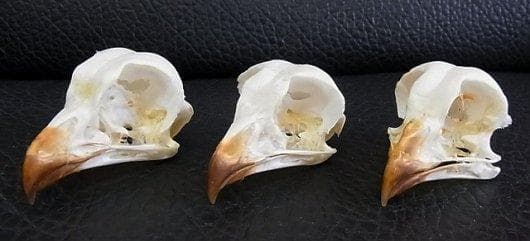 レア！アフリカワシミミズク 頭骨　※捕獲データ付