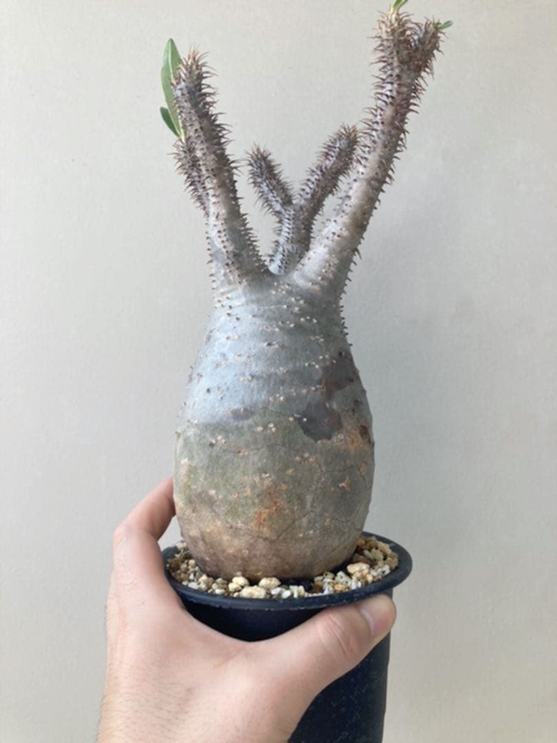 ✳︎人気✳︎中型トトロ　パキポディウムグラキリス 塊根植物