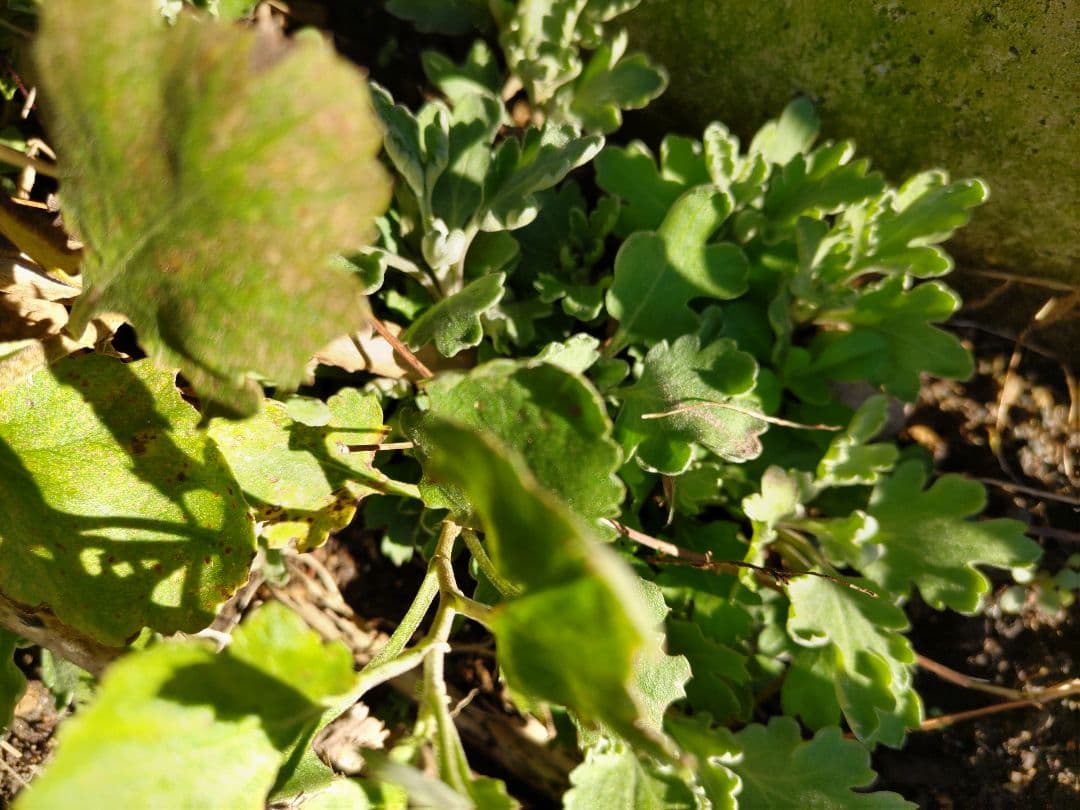 菊苗 冬至芽3本