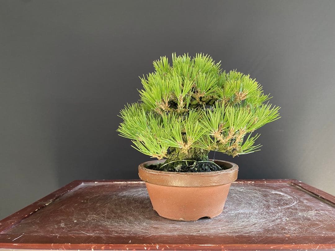 白木盆栽園　小品盆栽　黒松　樹高21センチ　黒松赤松五葉松真柏雑木趣味観葉植物