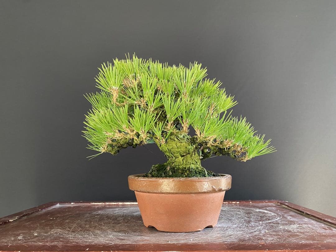 白木盆栽園　小品盆栽　黒松　樹高21センチ　黒松赤松五葉松真柏雑木趣味観葉植物