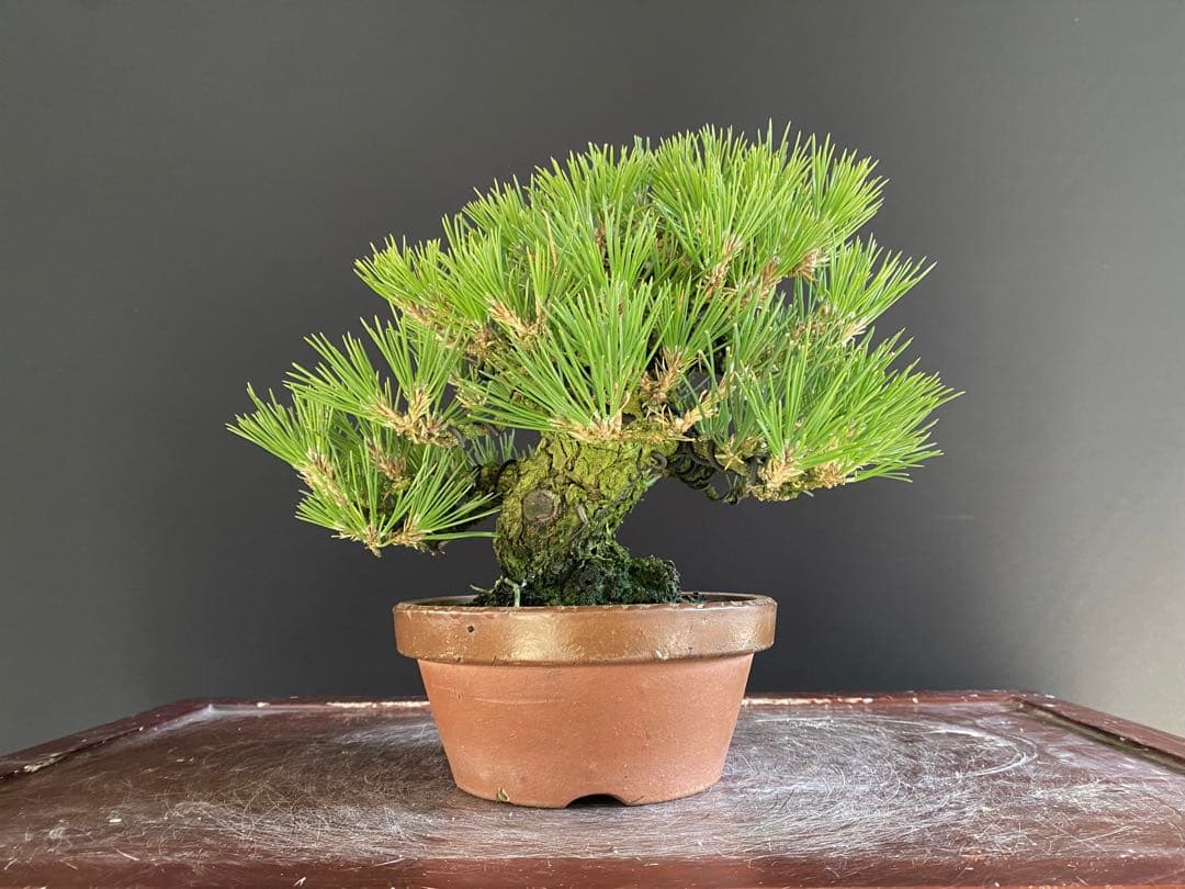 白木盆栽園　小品盆栽　黒松　樹高21センチ　黒松赤松五葉松真柏雑木趣味観葉植物