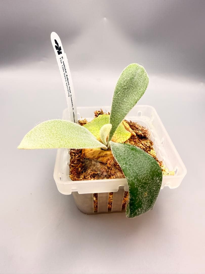 ビカクシダAuburn river(Lisawa) x Copper will - メルカリ