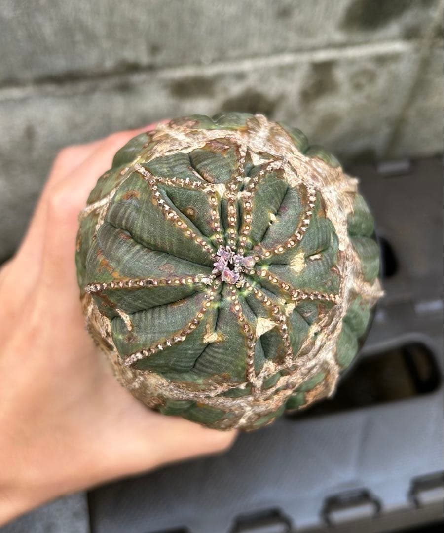 綴化 オベサ 雄 ユーフォルビア