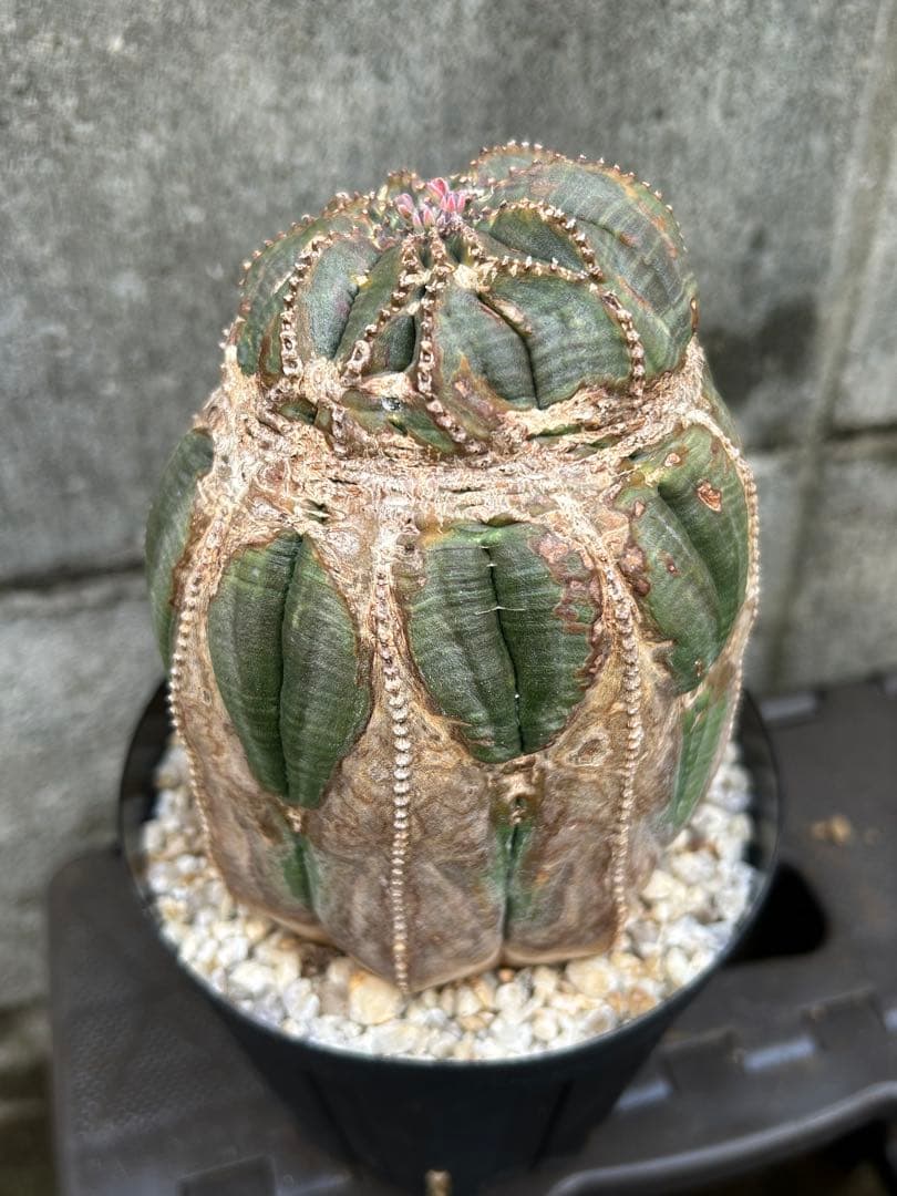 綴化 オベサ 雄 ユーフォルビア