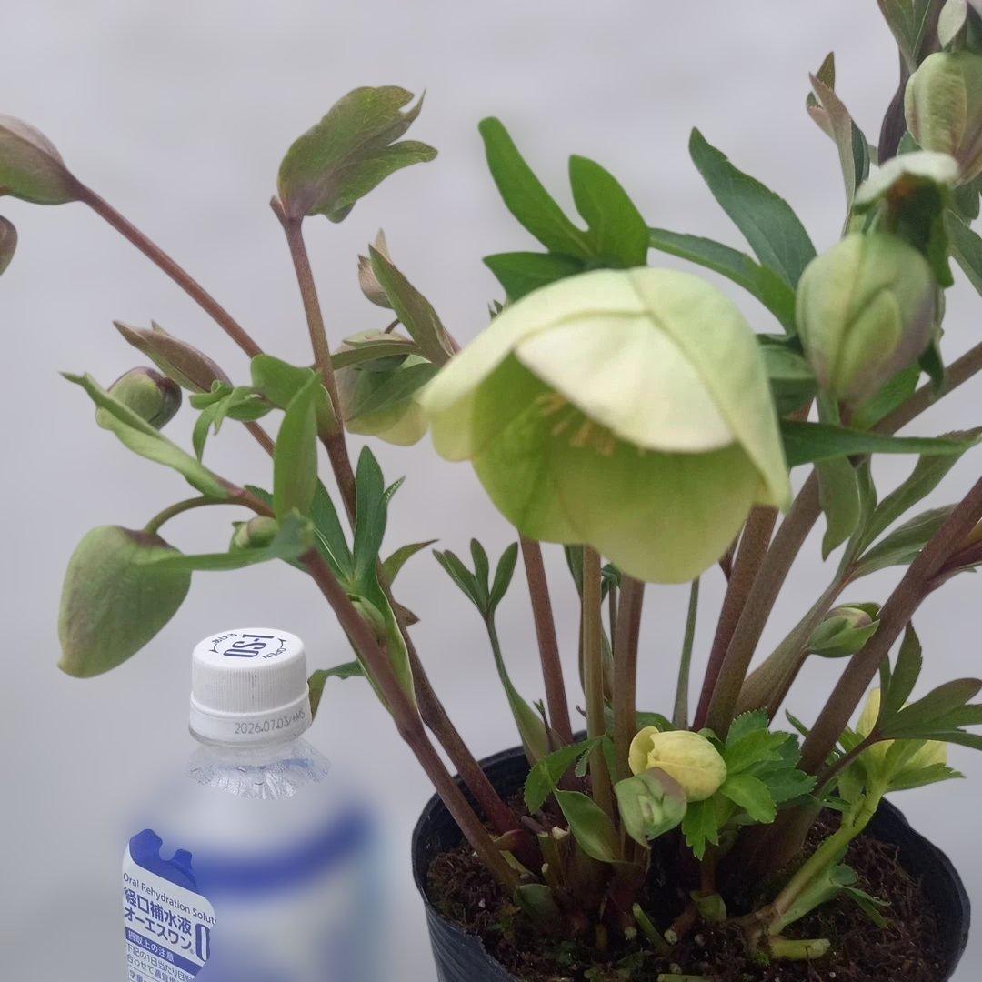 つぼみ、つぼみ！グリーンカップ、クリスマスローズ、大苗、開花株